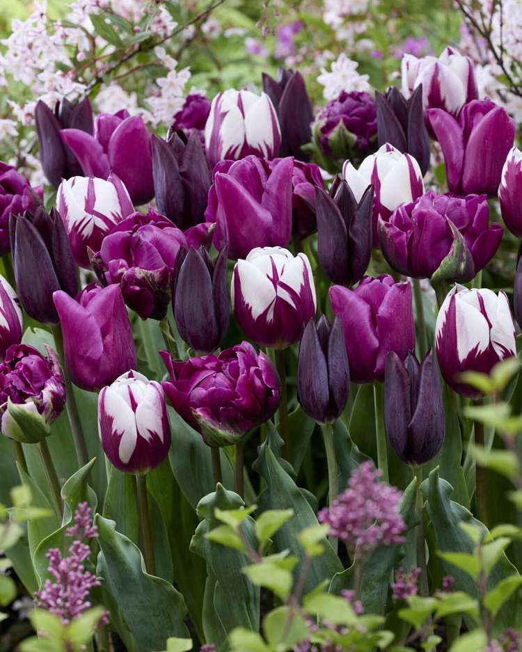 Tulpenmischung 'Purple Velvet'